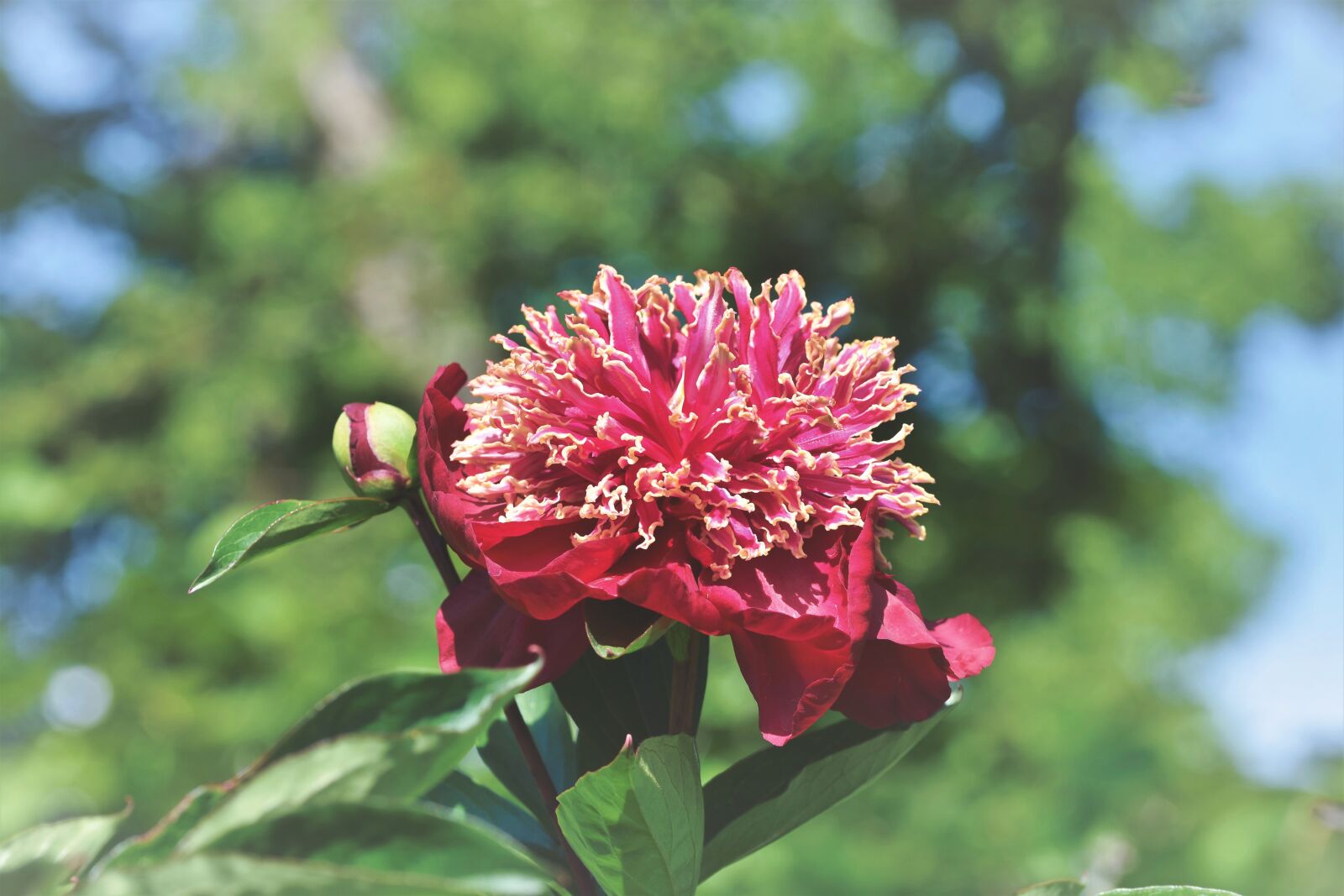 Nikon D7200 sample photo. Peony, rose, bud photography