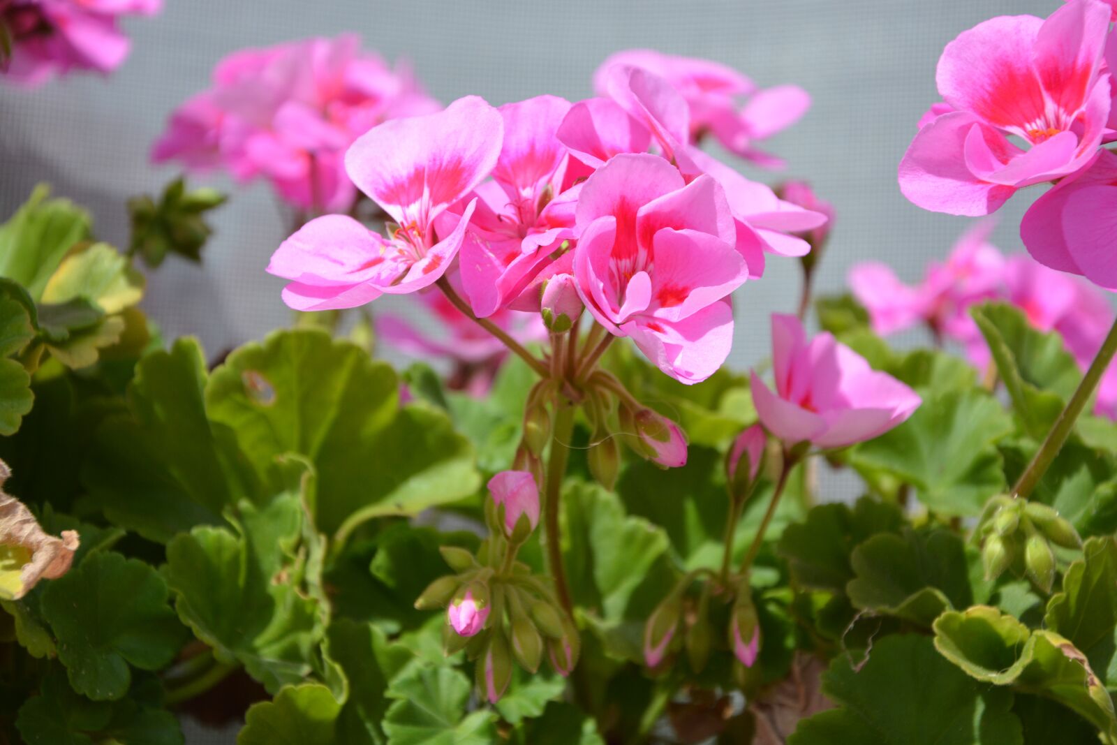 Nikon D5200 sample photo. Flowers, color pink, geranium photography