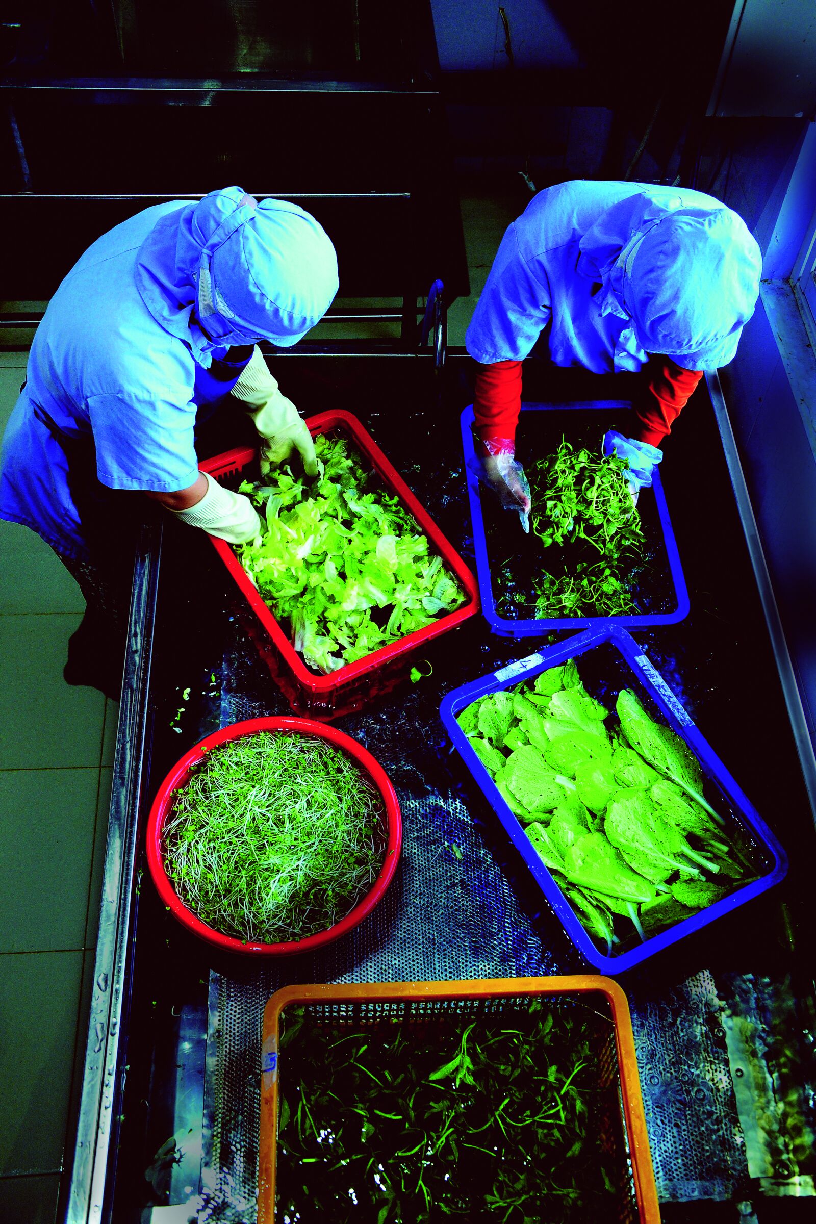 Nikon D300 sample photo. Workers, vegetables, cleaning photography