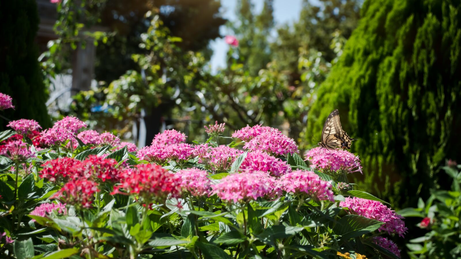 Canon EOS 800D (EOS Rebel T7i / EOS Kiss X9i) sample photo. Flowers, butterfly, pink photography