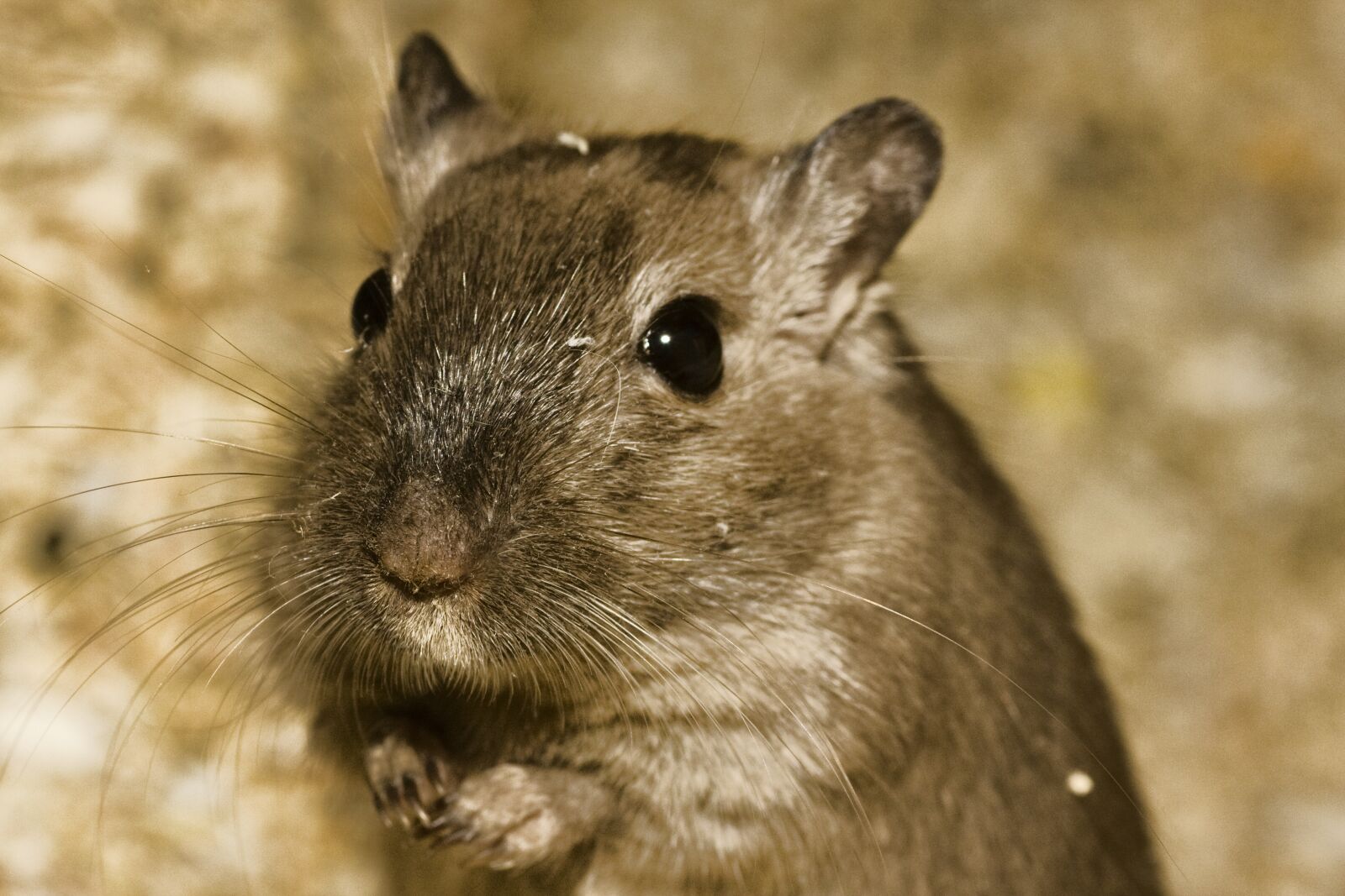 Canon EOS 40D sample photo. Hamster, pet, sweet photography