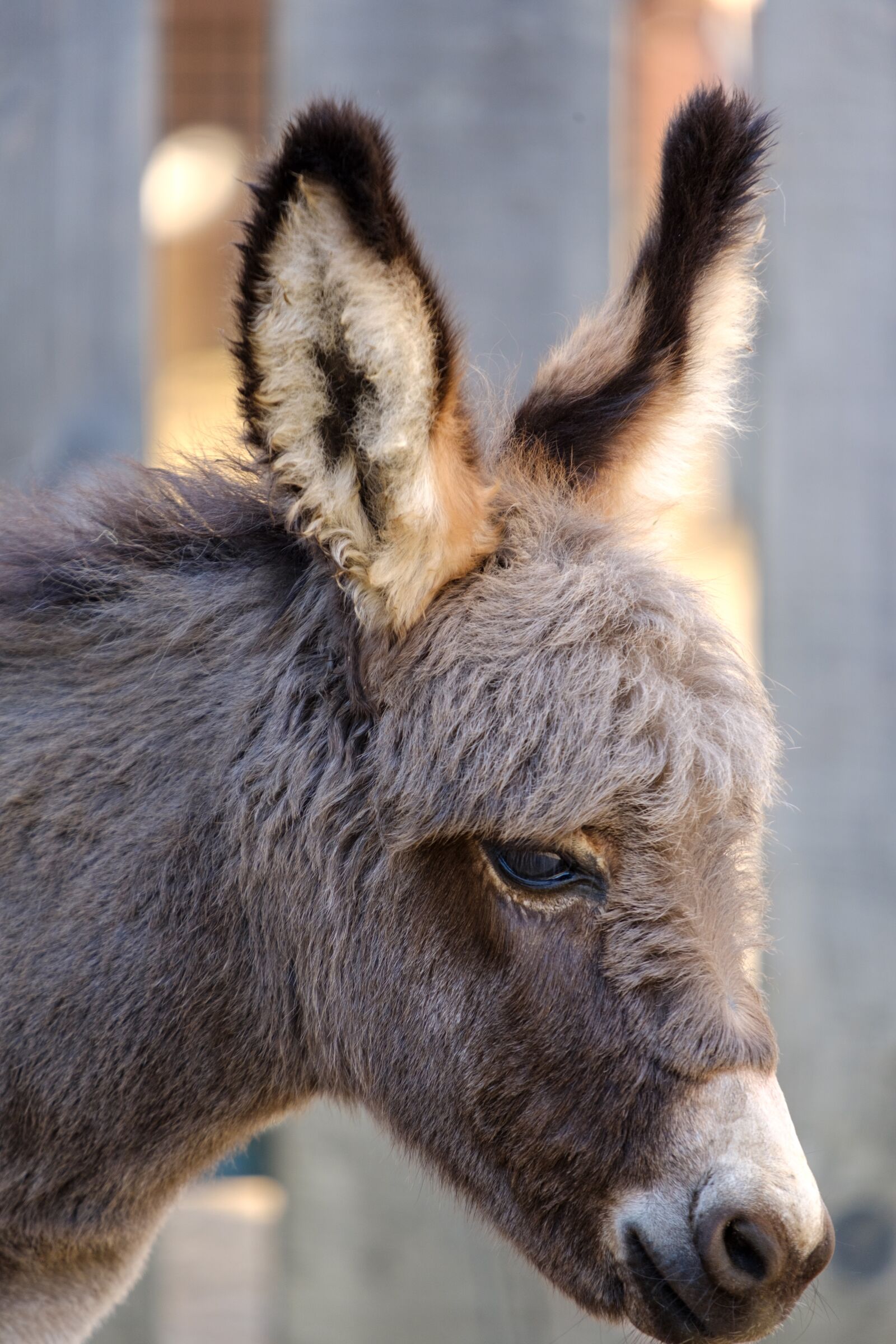 Fujifilm X-T2 sample photo. Donkey, horse, baby photography