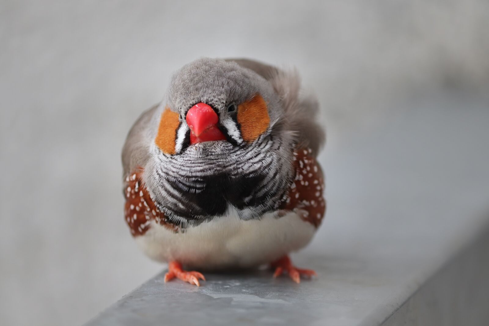 Canon EOS 200D (EOS Rebel SL2 / EOS Kiss X9) sample photo. Zebra finch, taeniopygia guttata photography