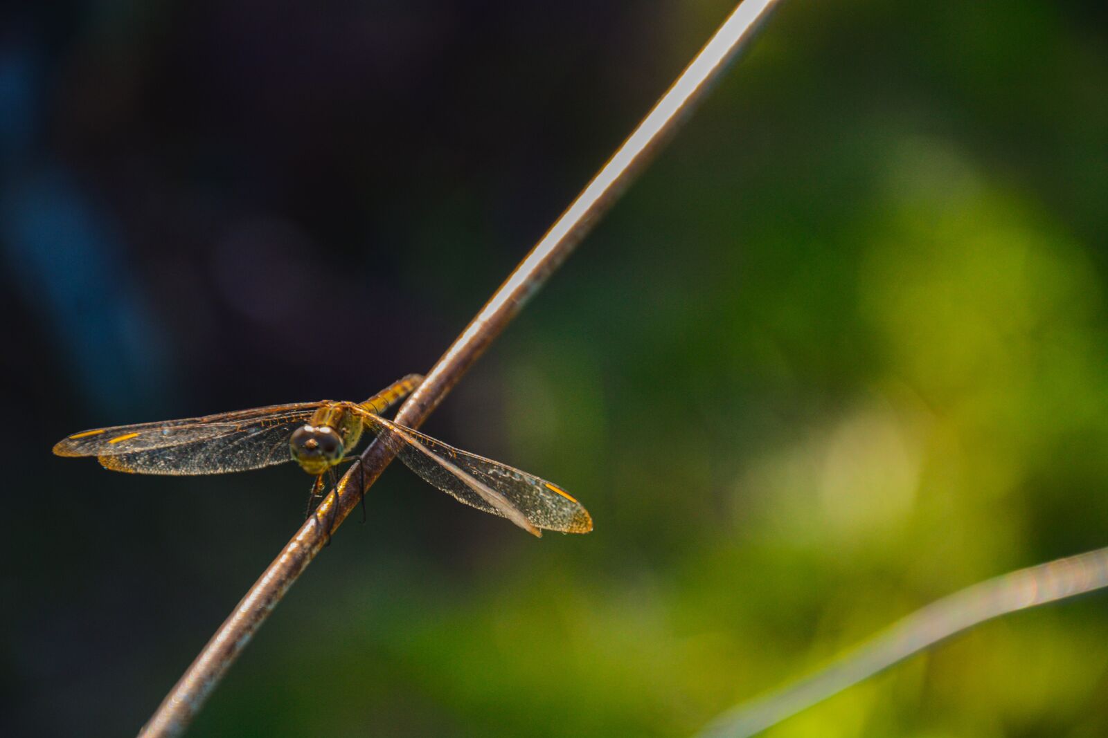 Nikon D7100 sample photo. Nature, green, dragonfly photography