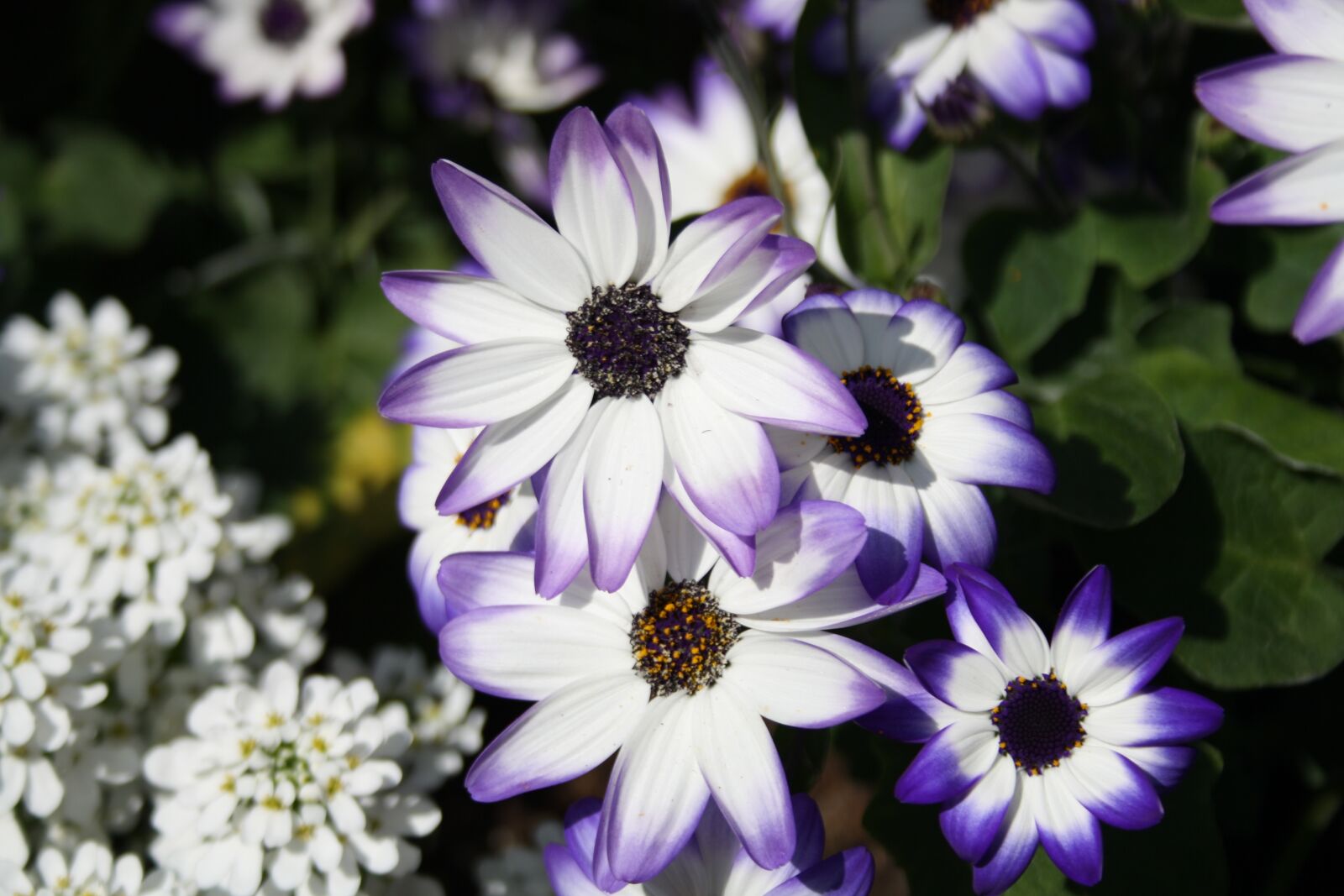 Canon EOS 1000D (EOS Digital Rebel XS / EOS Kiss F) sample photo. Flower, white, violet photography