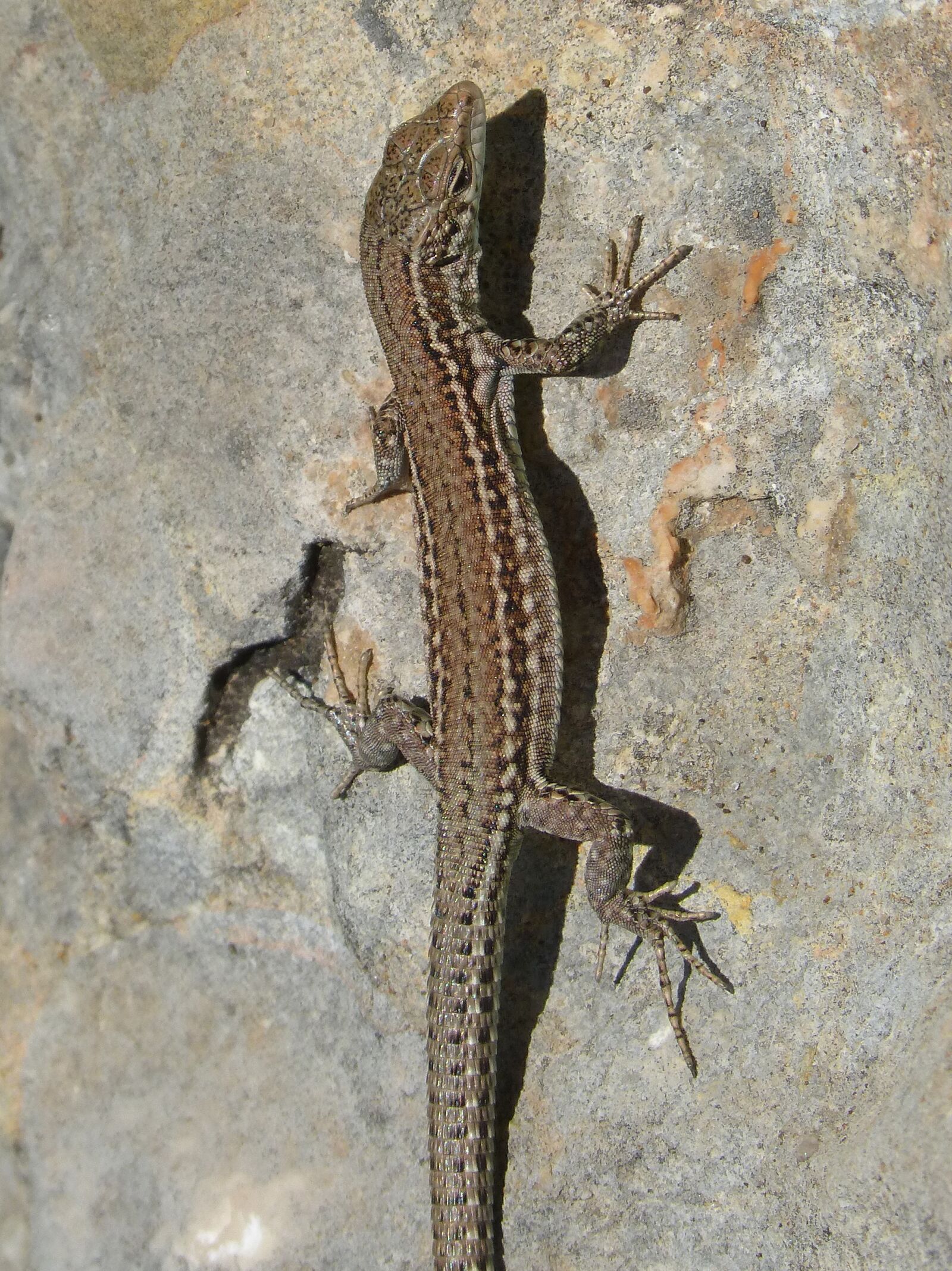 Panasonic DMC-FZ62 sample photo. Lizard, rock, montsant photography