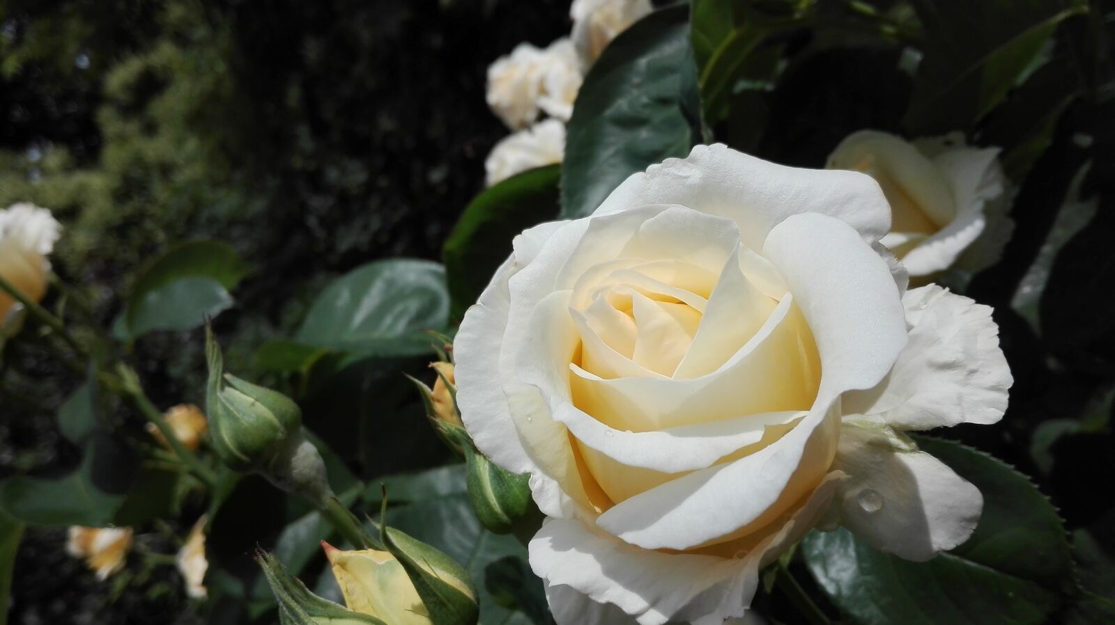 HUAWEI P8 Lite sample photo. Rose, garden, flower photography