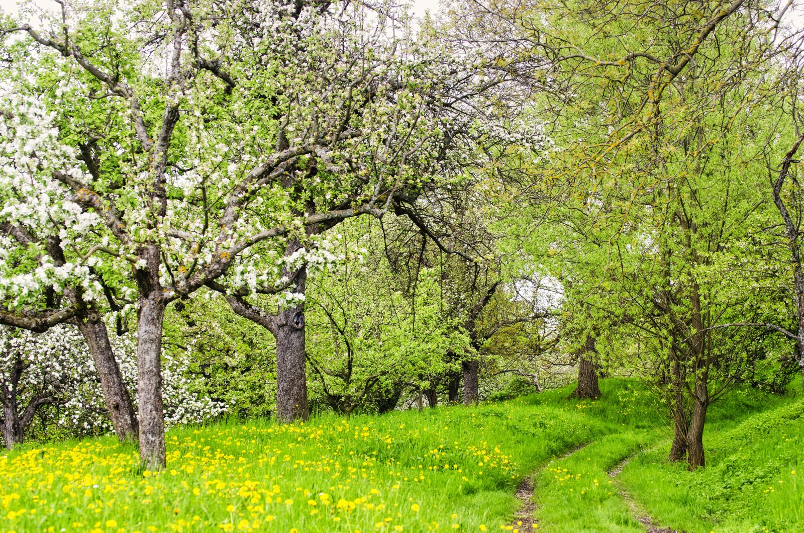 Nikon D5100 sample photo. Spring, trees, meadow photography