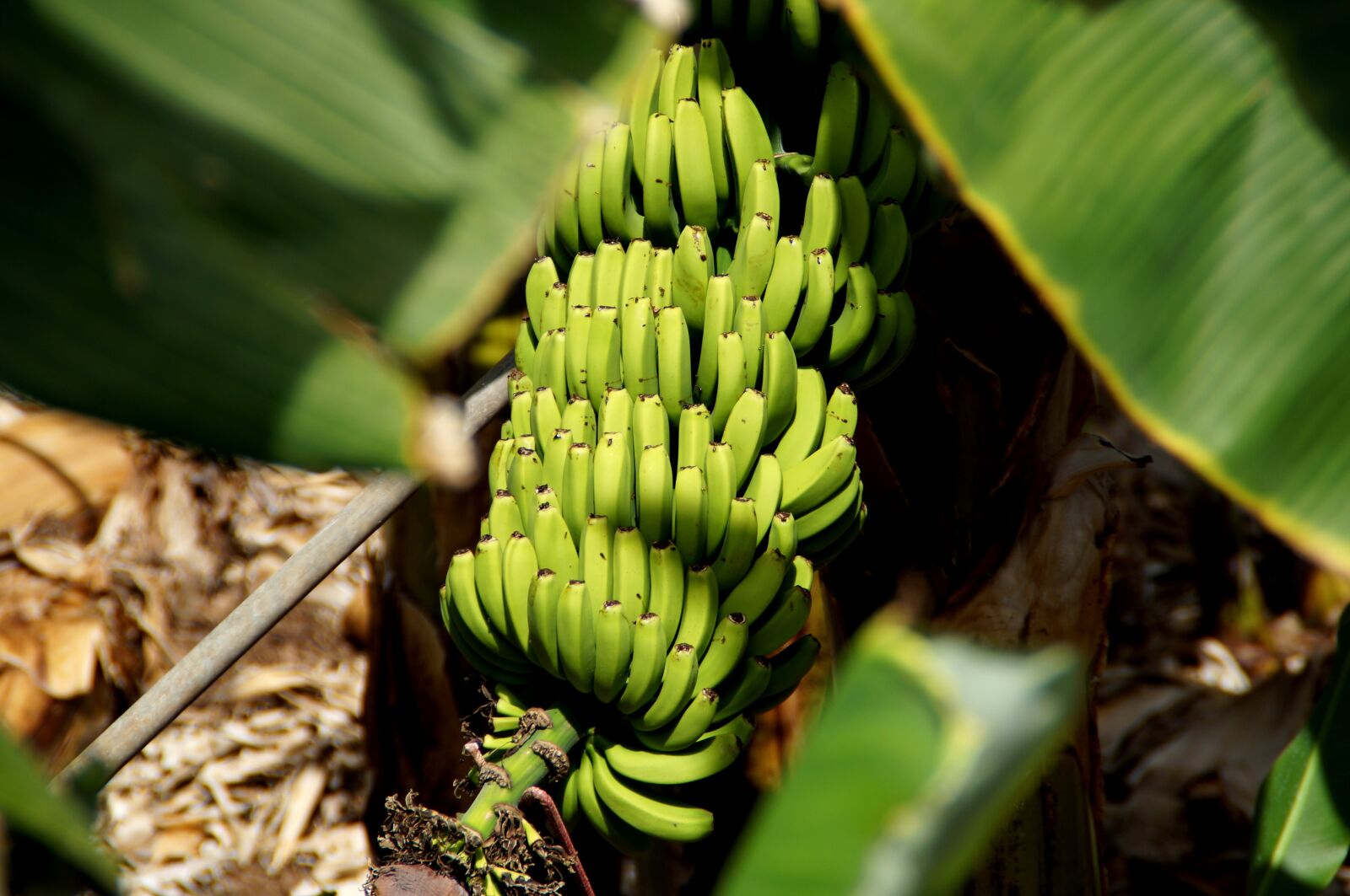 Sony SLT-A37 sample photo. Banana, fruit photography