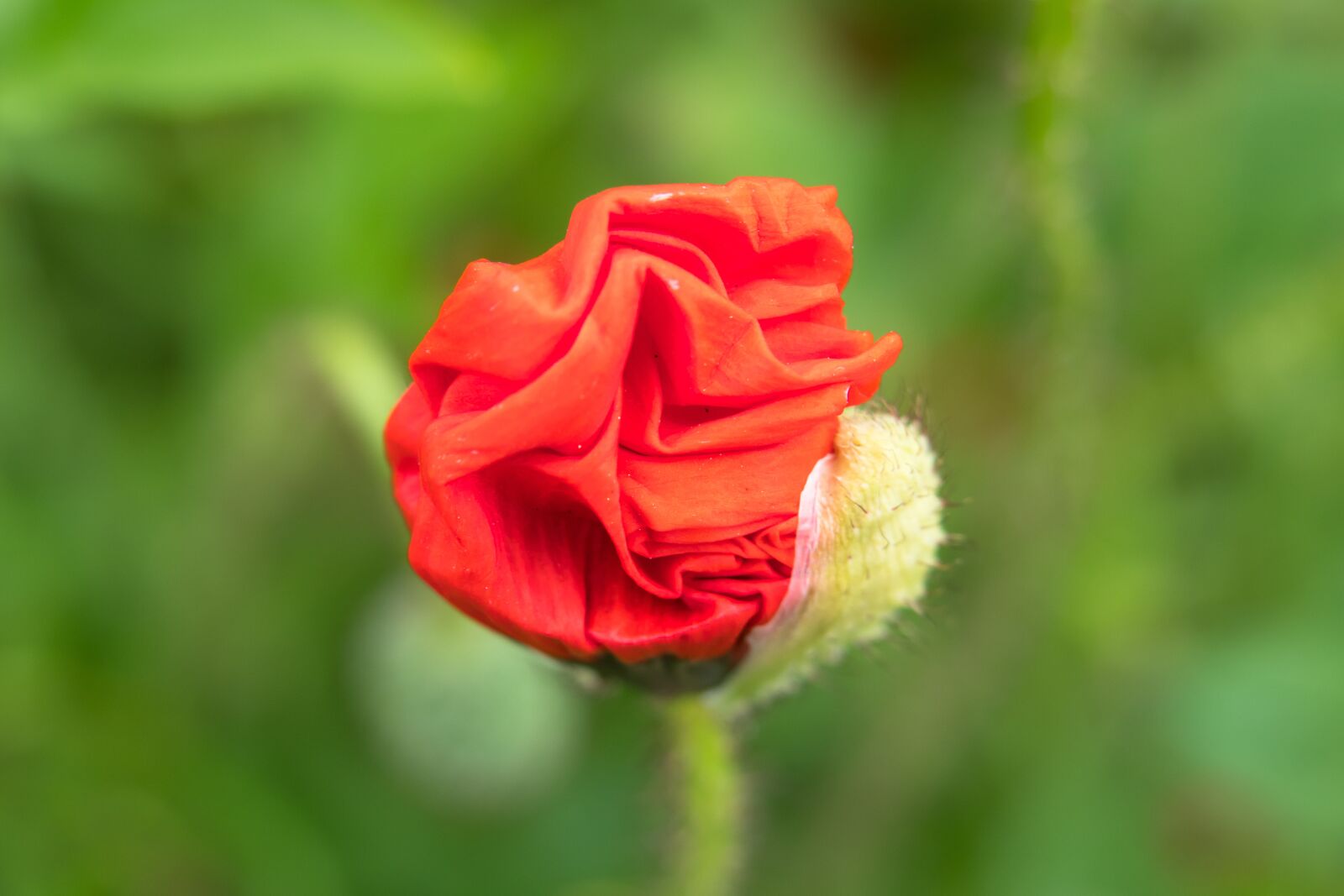 Canon PowerShot G3 X sample photo. Poppy, klatschmohn, unfold photography