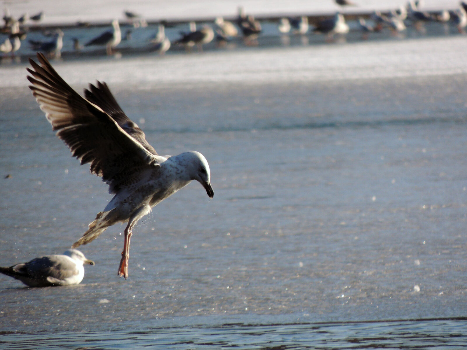 Nikon Coolpix P510 sample photo. Birds, abstract, photo, adobe photography