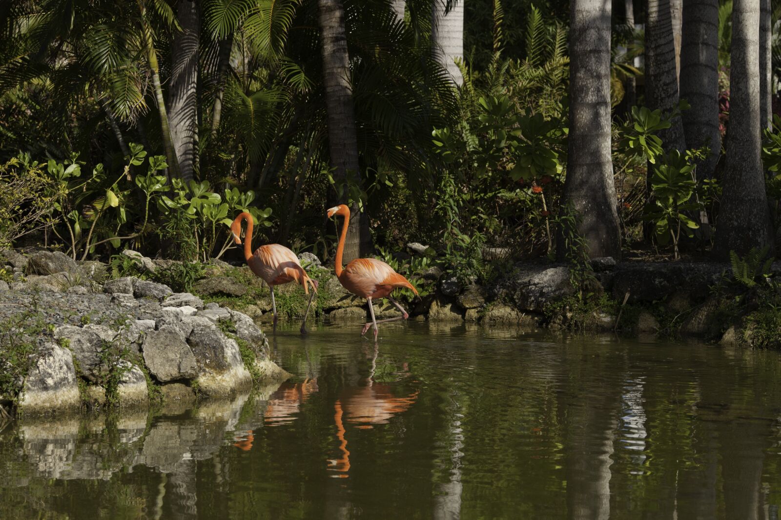 Canon EOS 5D Mark II sample photo. Birds, flamingo, nature photography