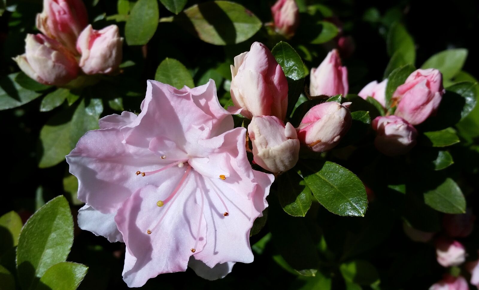 Samsung Galaxy S5 sample photo. Pink azalea, buds, flower photography