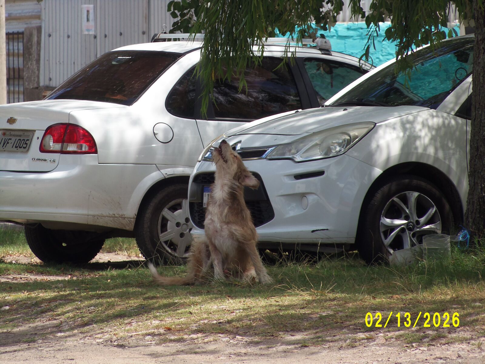 Nikon COOLPIX L315 sample photo