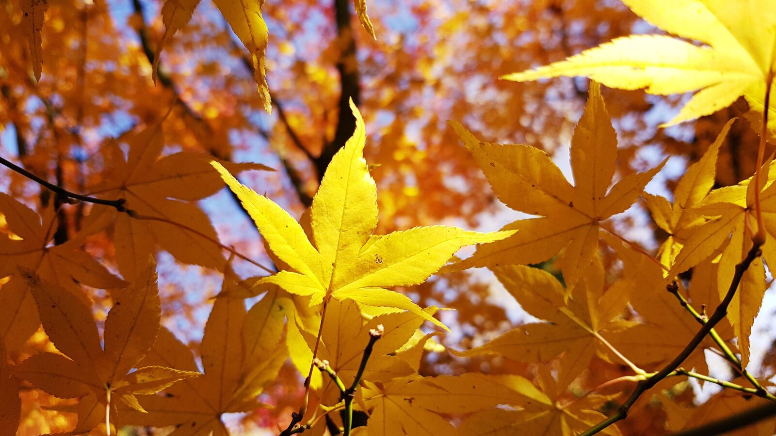 Samsung Galaxy S7 Edge sample photo. Autumn, maple, leaf photography