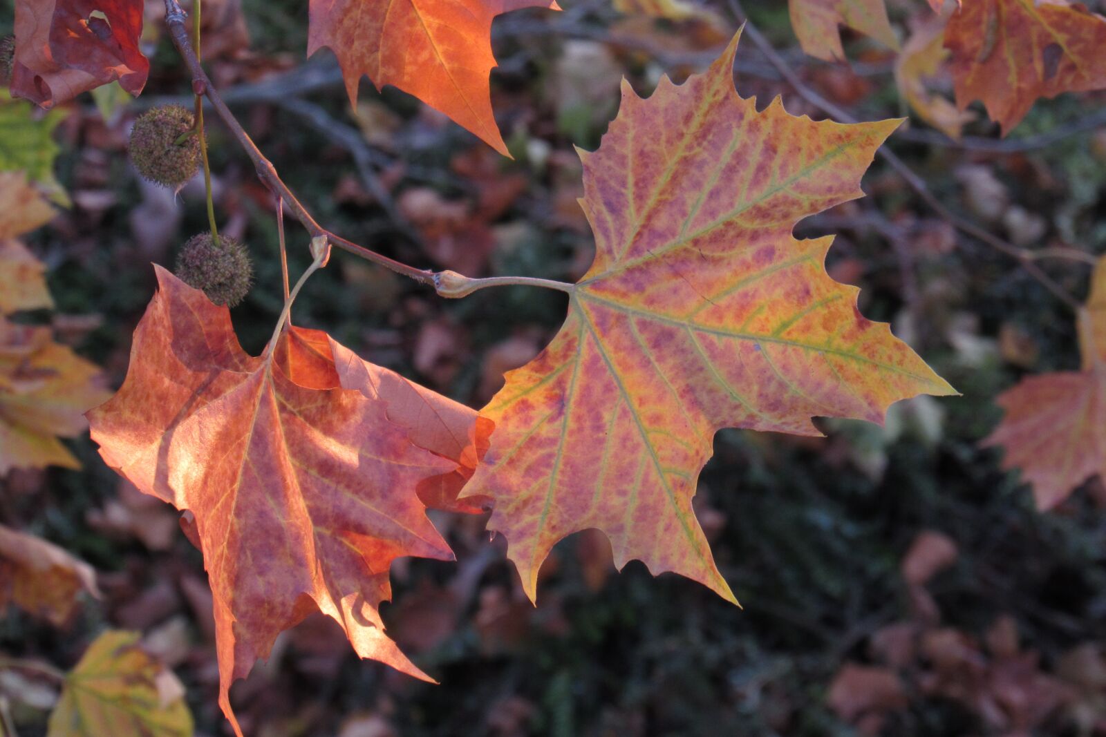 Canon PowerShot SX530 HS sample photo. Autumn, forest, trees photography