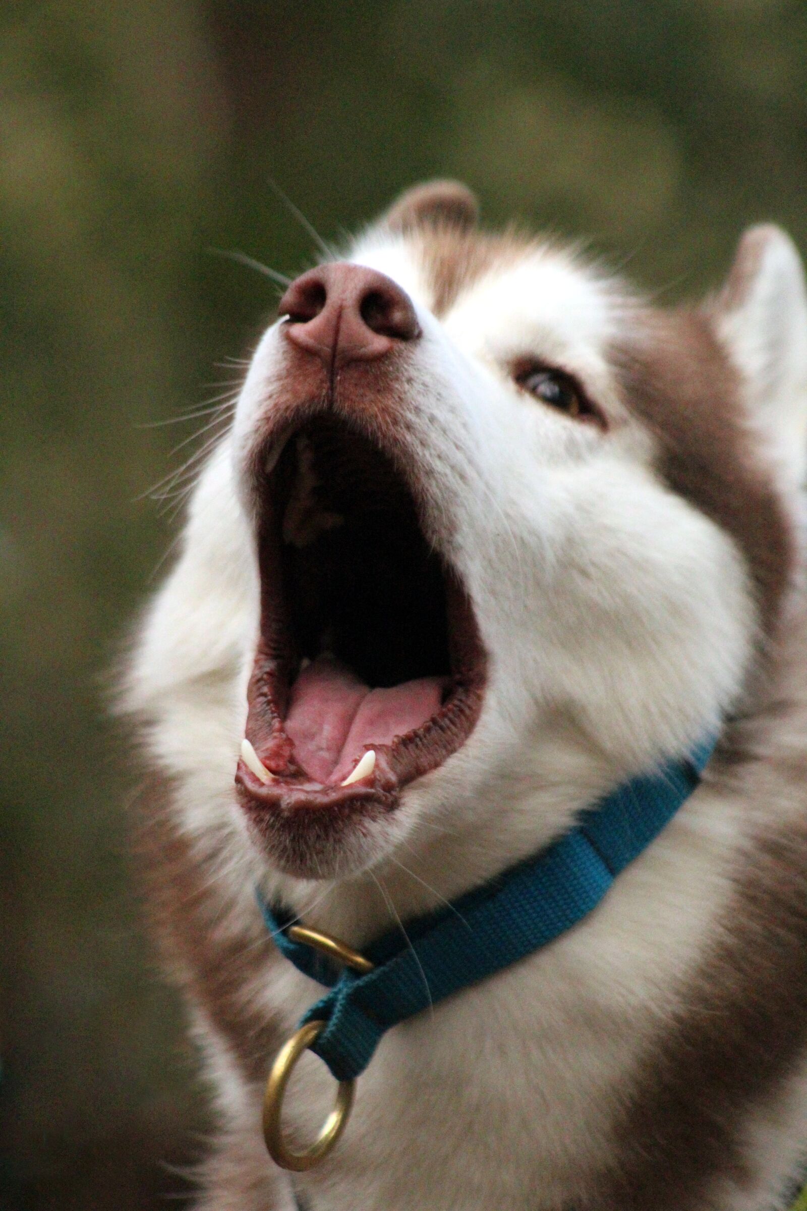 Canon EOS 4000D (EOS Rebel T100 / EOS 3000D) sample photo. Siberian husky, husky, dog photography