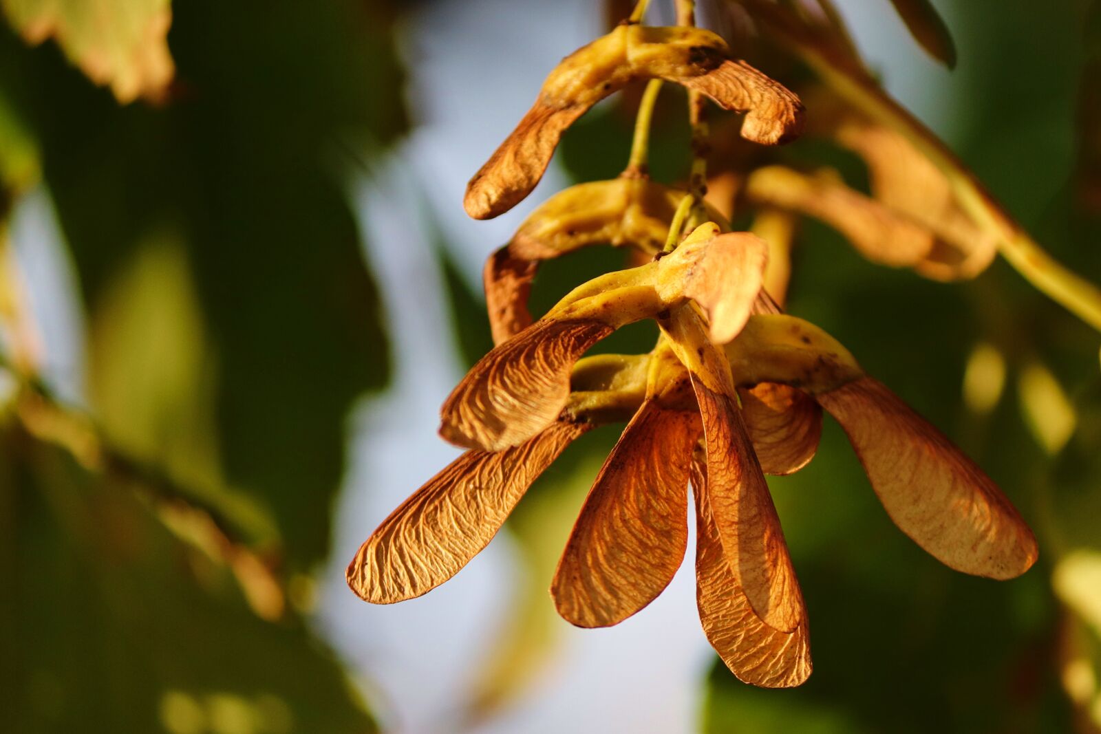 Canon EOS 200D (EOS Rebel SL2 / EOS Kiss X9) sample photo. Flying seeds, maple, tree photography