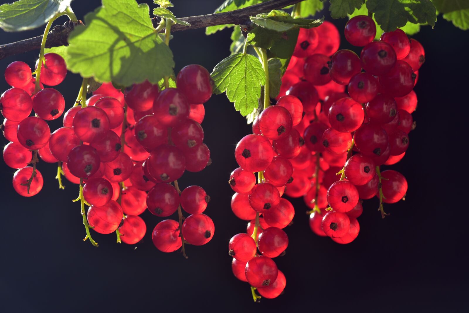 Nikon D750 sample photo. Currants, red, fruit photography