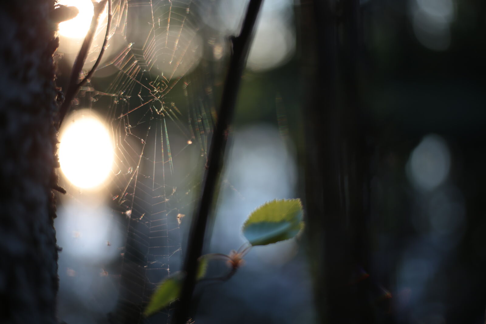 Canon EF 50mm F1.8 STM sample photo. Spiderweb lakeside photography