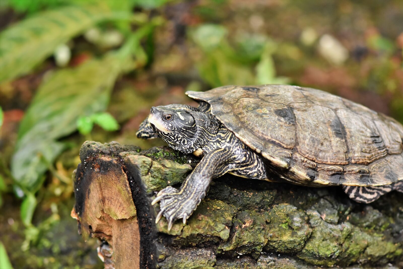 Nikon D7200 sample photo. Water turtle, turtle, reptile photography