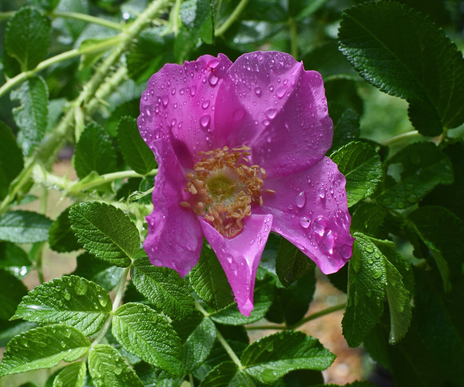 Nikon D3300 sample photo. Hot pink rugosa with photography