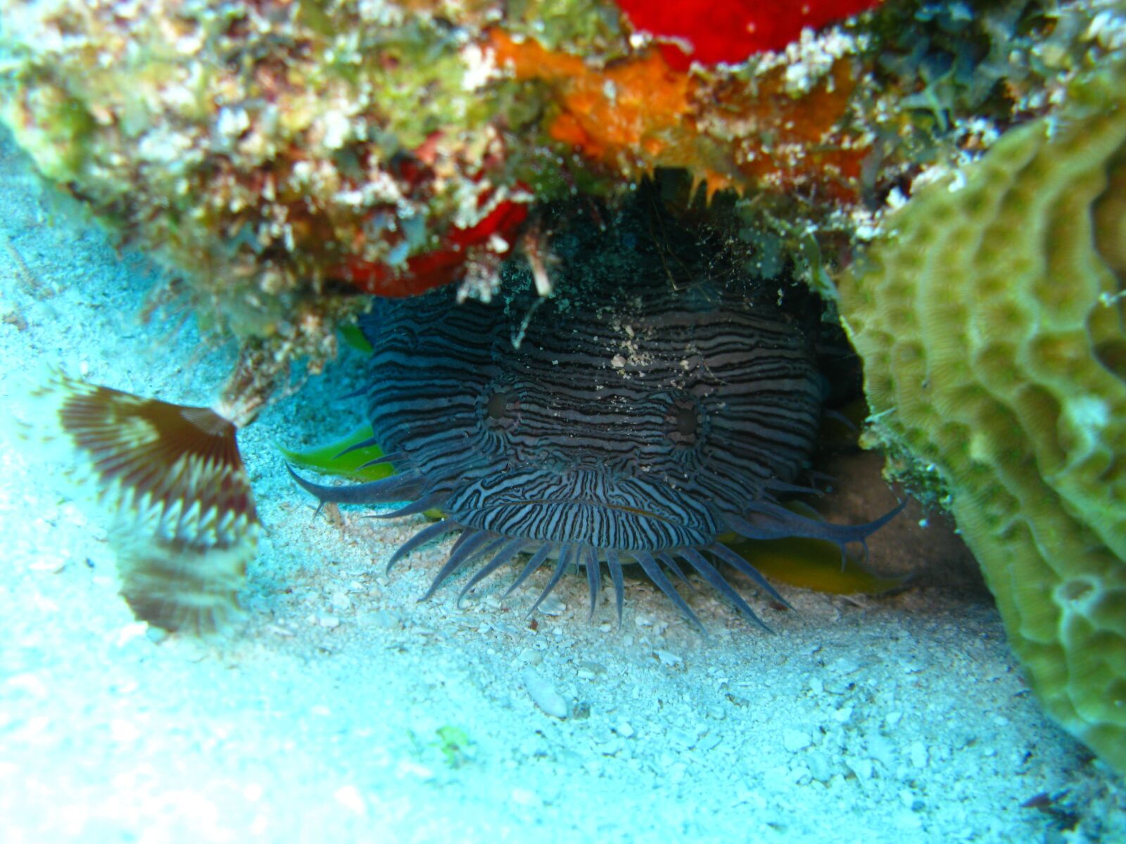 Canon POWERSHOT G9 sample photo. Fish, ocean, underwater photography