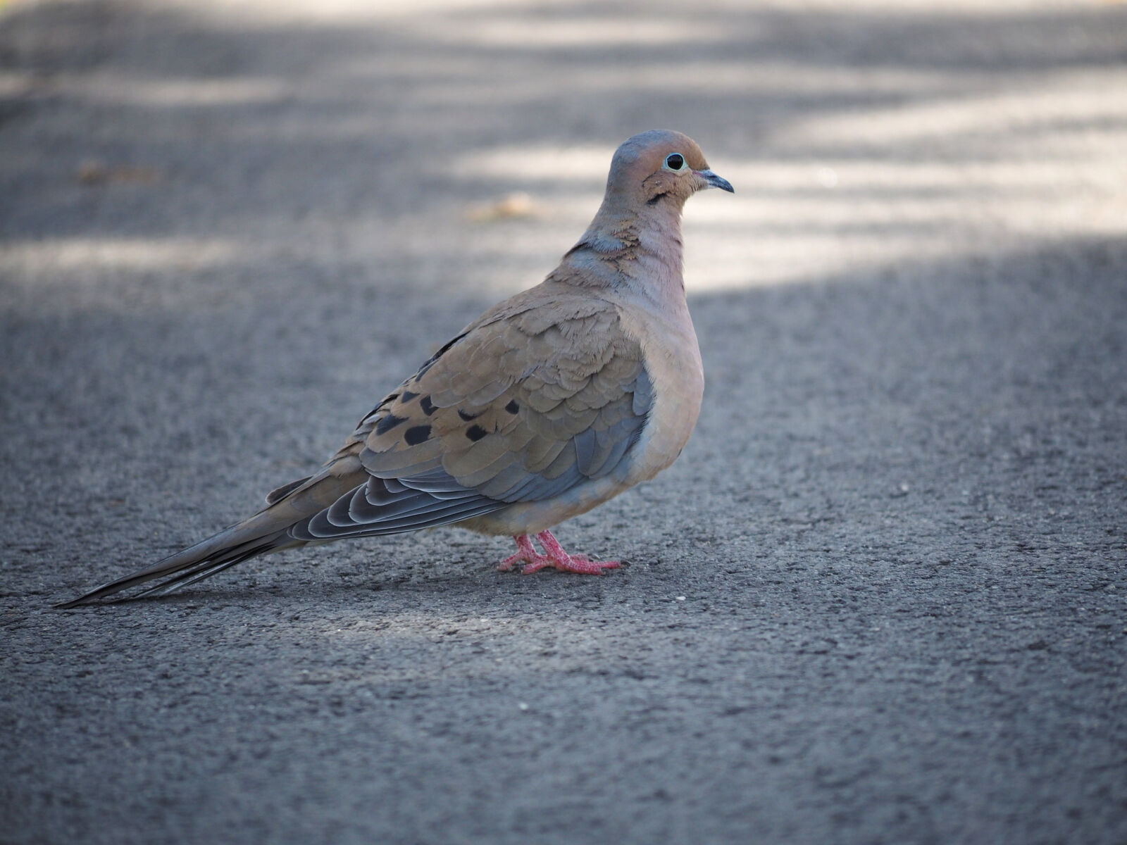 Olympus OM-D E-M1 sample photo