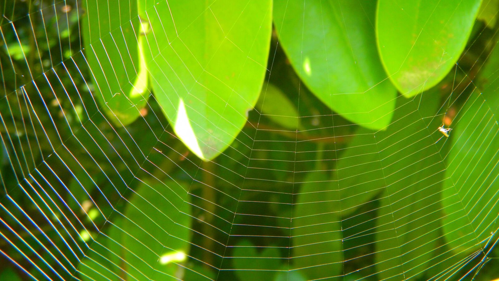 Nikon Coolpix S70 sample photo. Green, plant, leaf photography