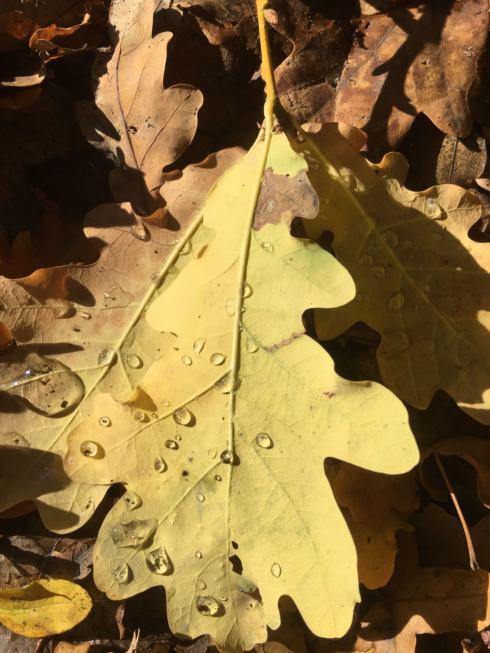 Apple iPhone 6s sample photo. Autumn, leaf, bright photography