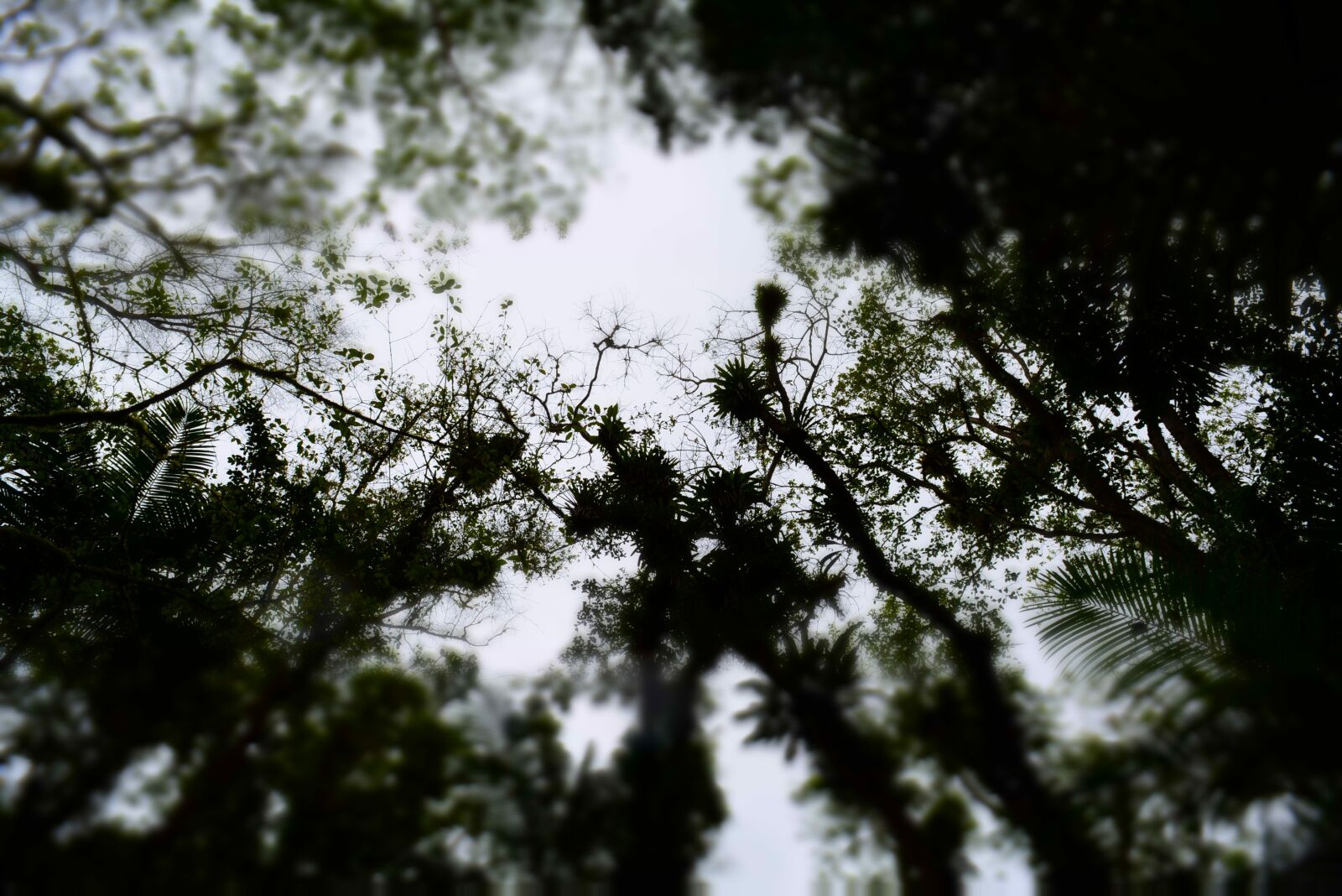 Nikon D5200 sample photo. Forest, shadow, brazilian atlantic photography