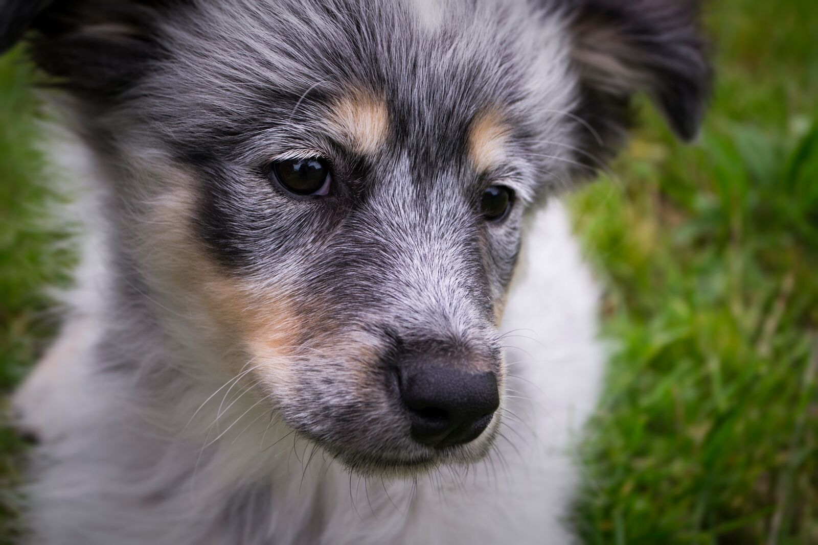 Nikon D3100 sample photo. Dog, puppy, views photography