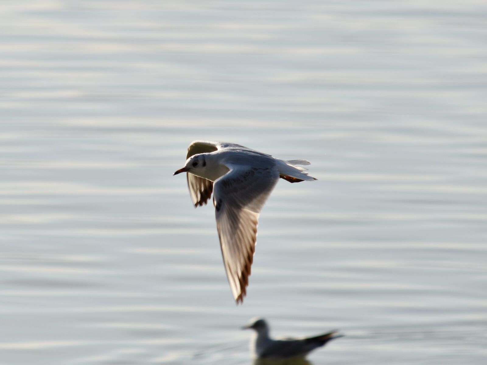 Nikon D5500 sample photo. Migration, movement, overflight, wings photography