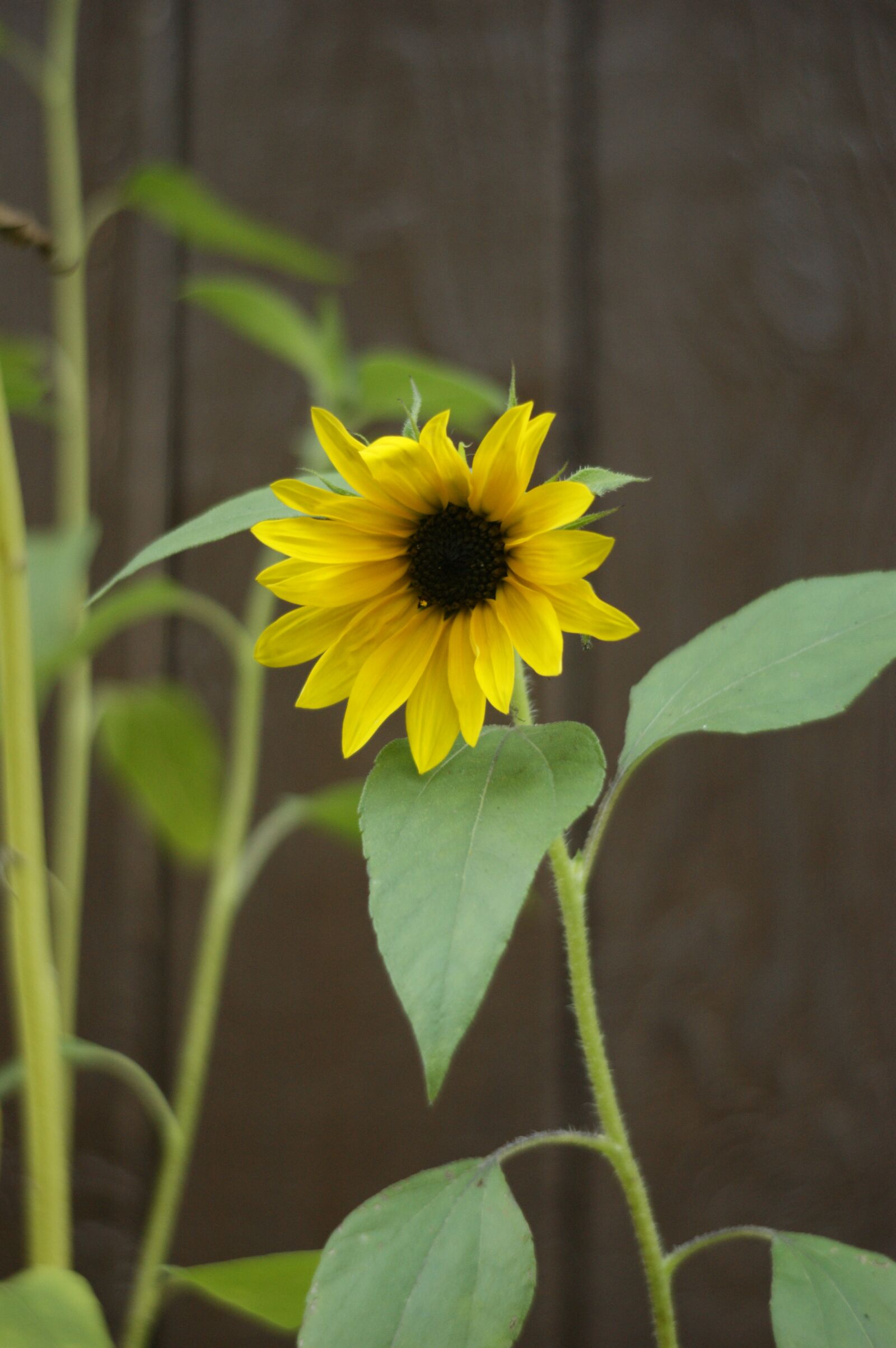 Sony Alpha DSLR-A290 sample photo. Sunflower, flower, yellow photography