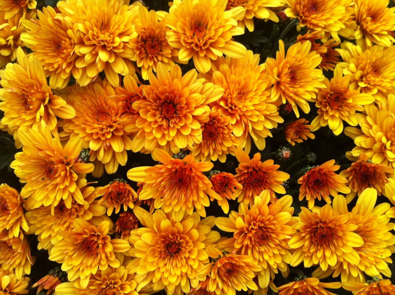 Apple iPhone 4 sample photo. Flowers, yellow, nature photography