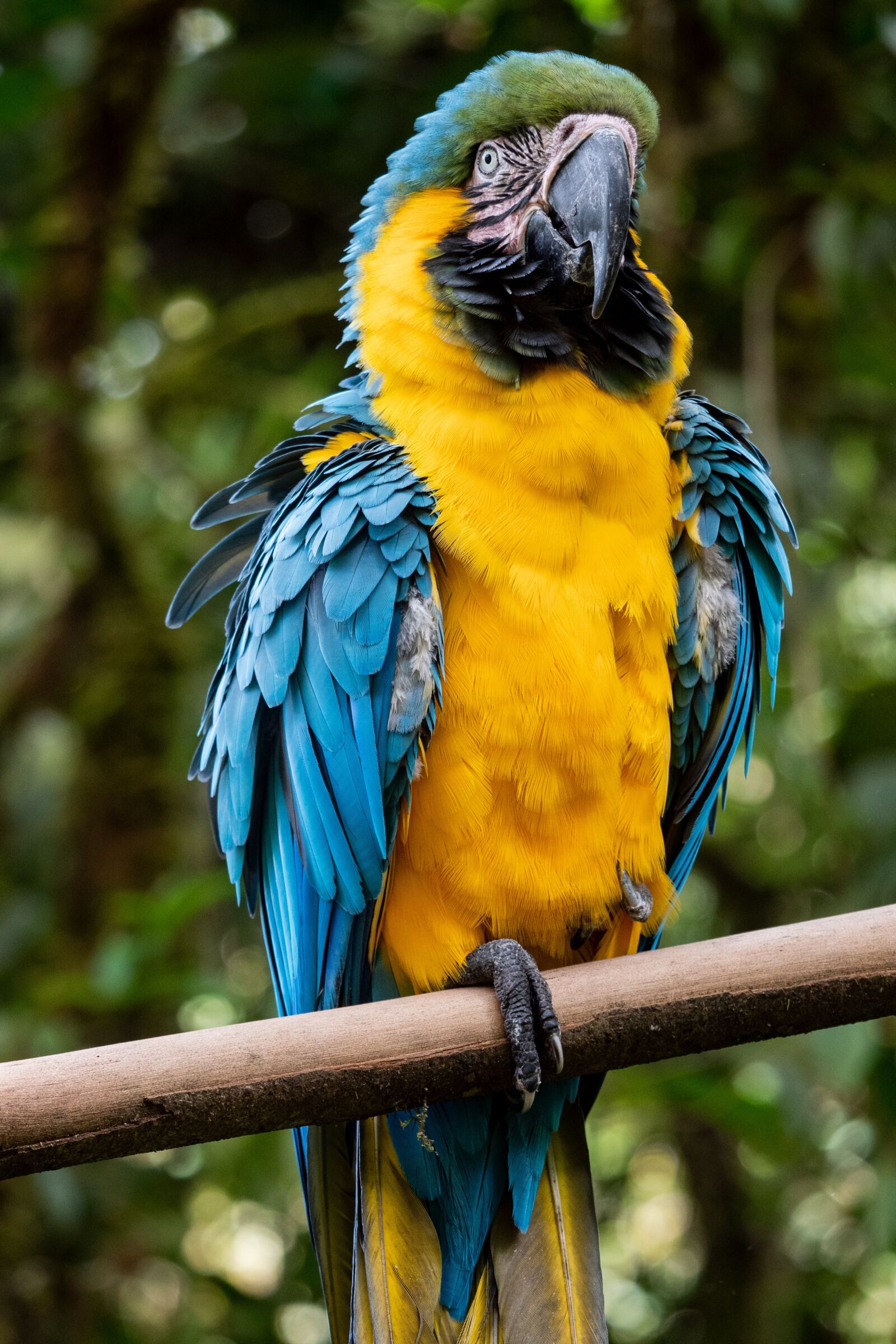 Panasonic Lumix DC-G9 + LEICA DG 100-400/F4.0-6.3 sample photo. Animal, parrot, rainforest photography