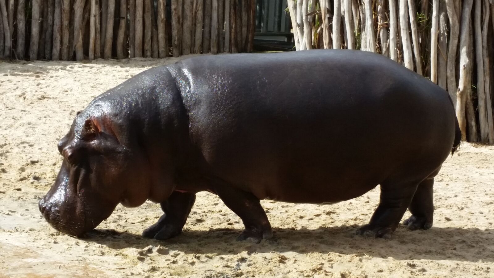 Samsung Galaxy S5 sample photo. Animal, hippo, hippopotamus, zoo photography