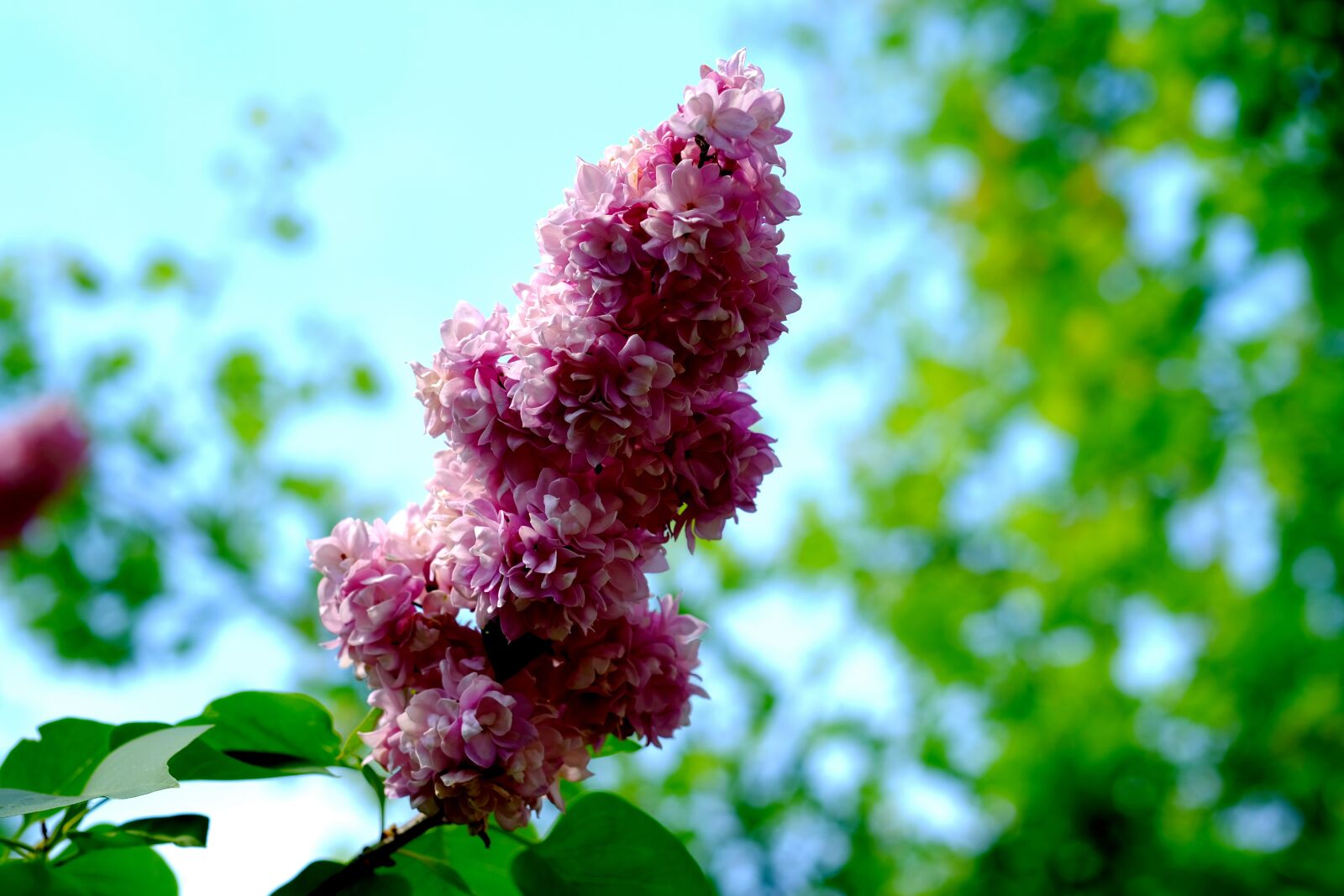 Fujifilm X-T20 sample photo. Lilac, pink, spring photography
