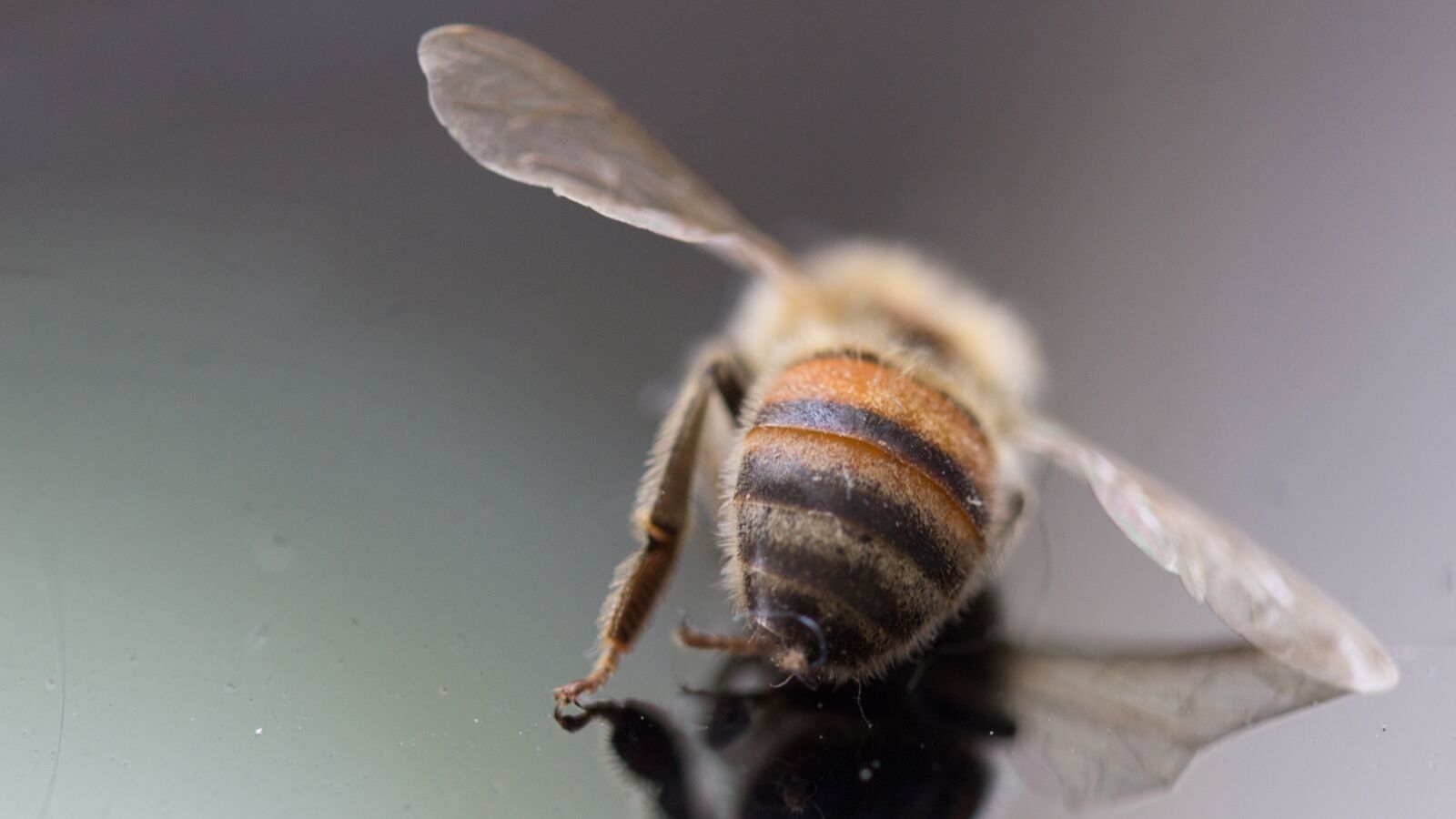 Canon EOS 600D (Rebel EOS T3i / EOS Kiss X5) sample photo. Bee, bee deaths, insect photography