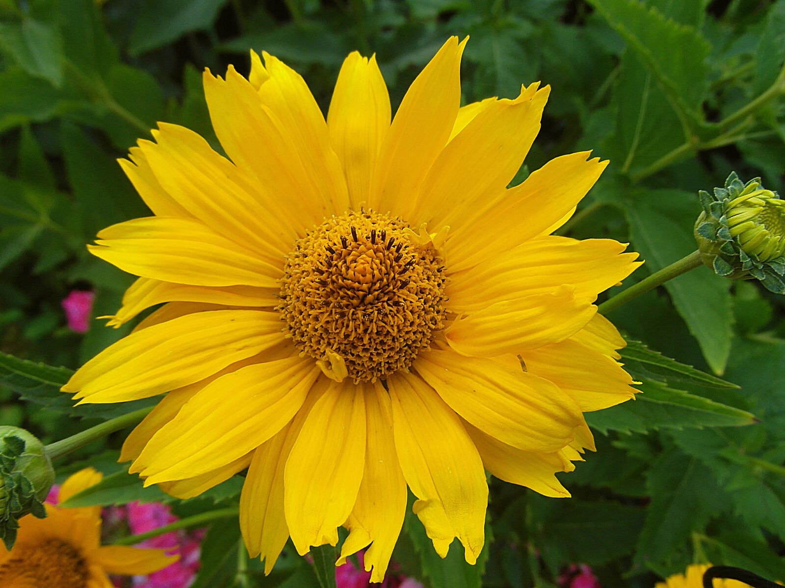 Samsung WB750 sample photo. S oneczniczek rough, flower photography