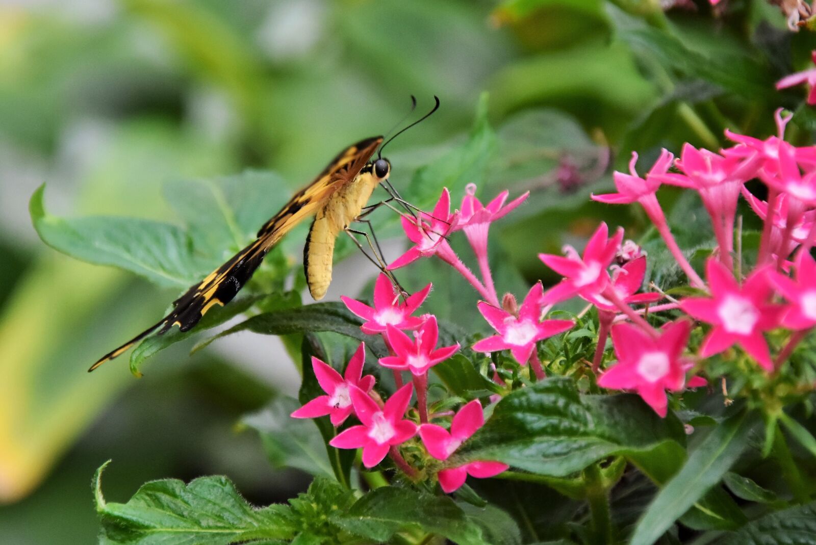 Nikon D7200 sample photo. Butterfly, schwalbenschwänzchen, insect photography