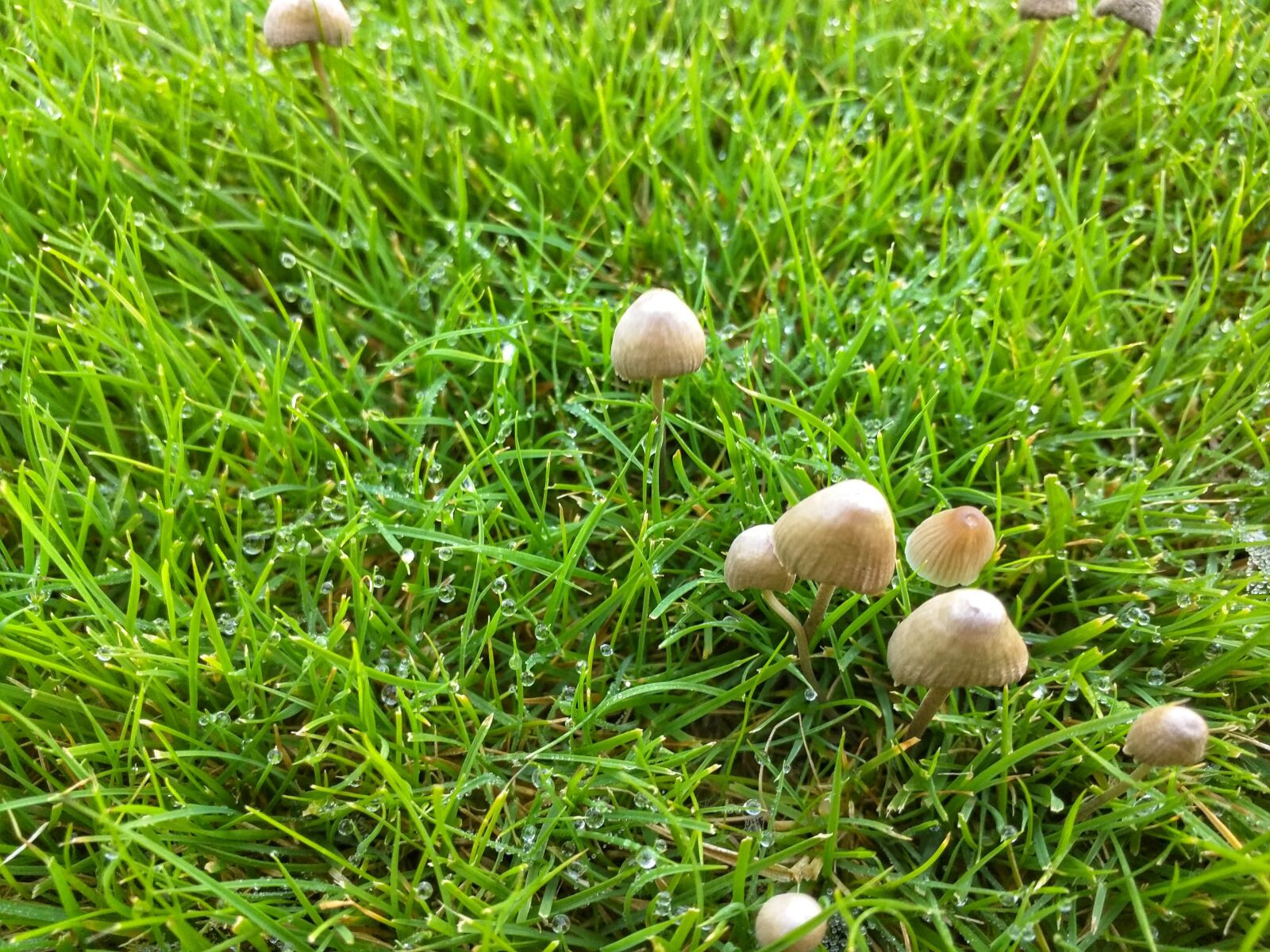 Motorola Nexus 6 sample photo. Grass, green, garden photography