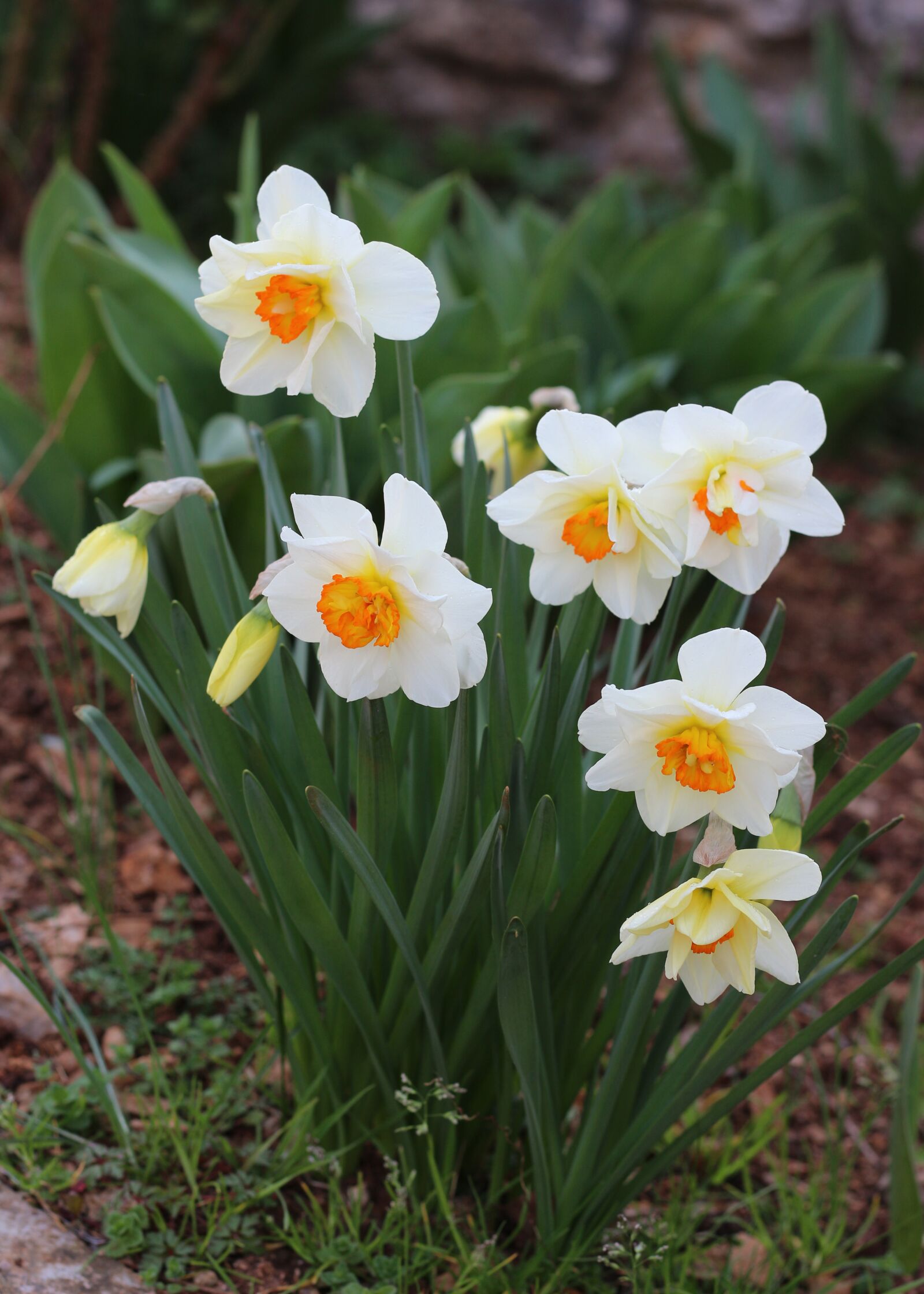 Canon EOS 700D (EOS Rebel T5i / EOS Kiss X7i) sample photo. Daffodils, white flowers, flowers photography