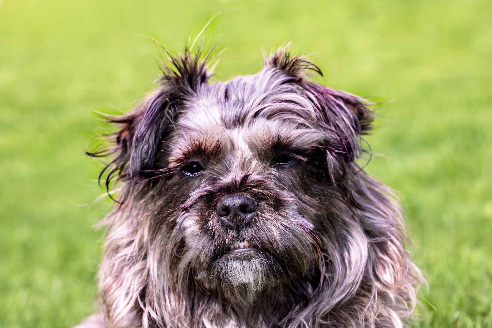Canon EF-S 60mm F2.8 Macro USM sample photo. Dog, mixed breed dog photography