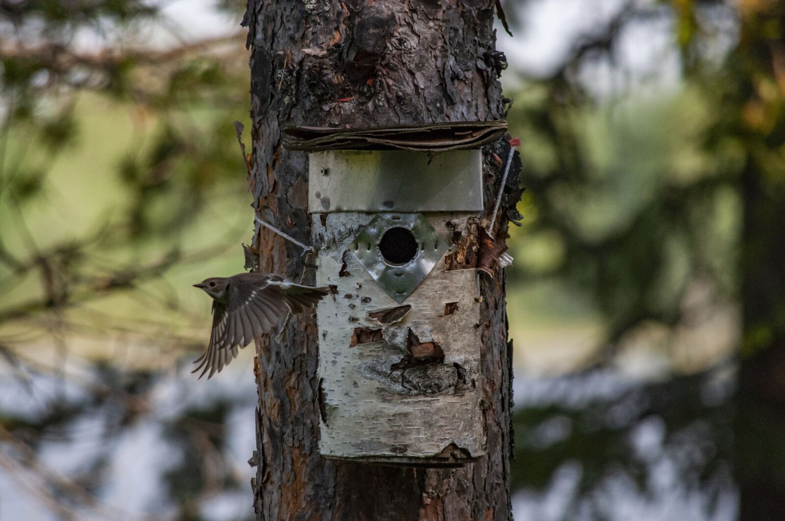 Nikon D5000 sample photo. Flycatcher, birdhouse, tree photography