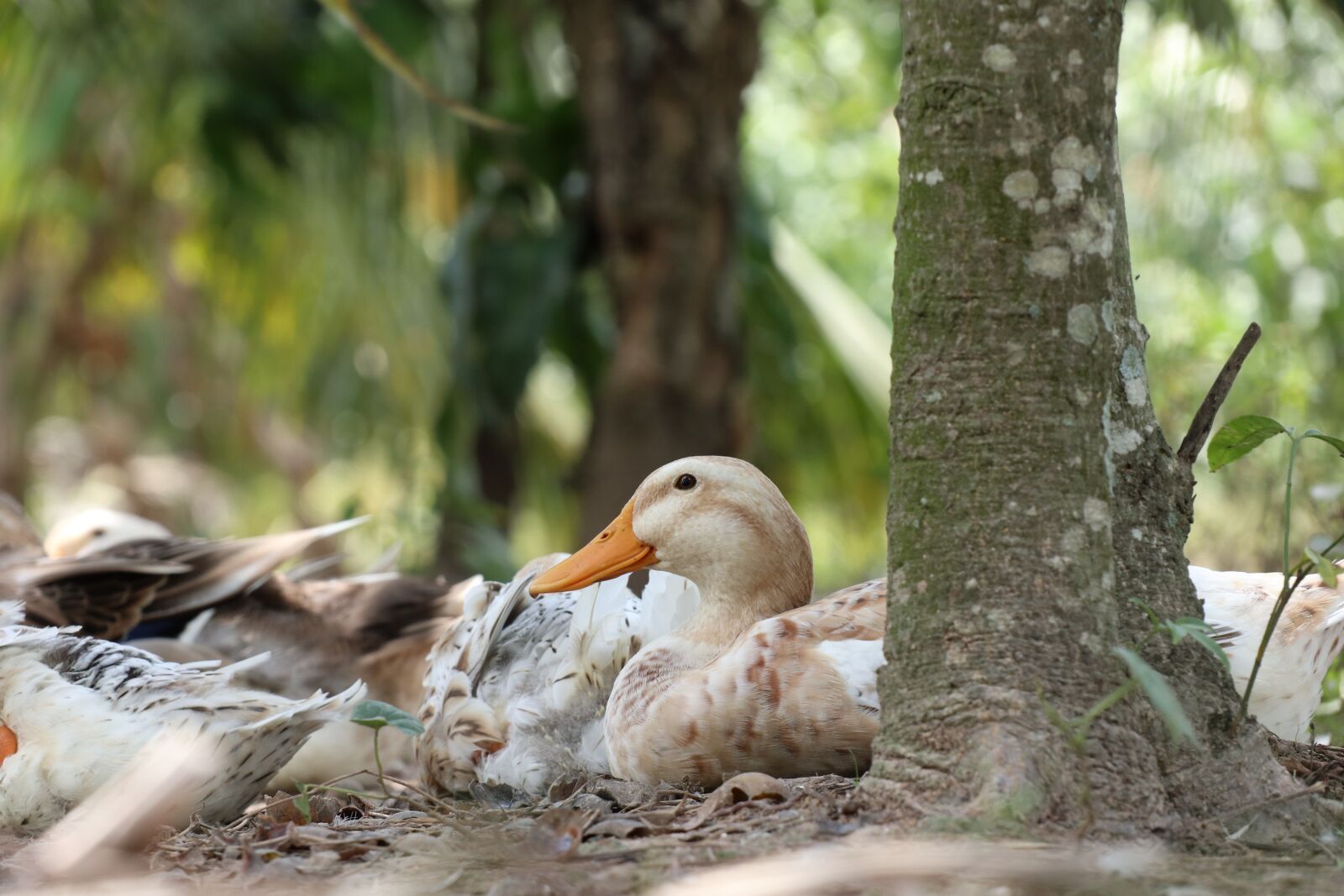 Canon EOS M6 sample photo. One duck monitoring, relaxation photography