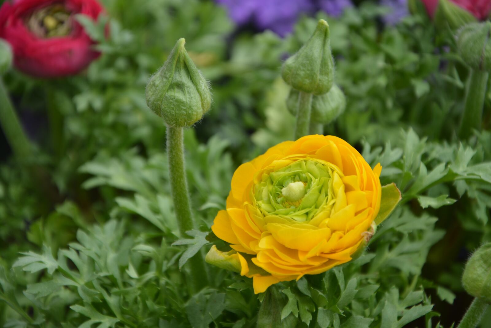 Nikon D5200 sample photo. Flower, buttercup, plant photography