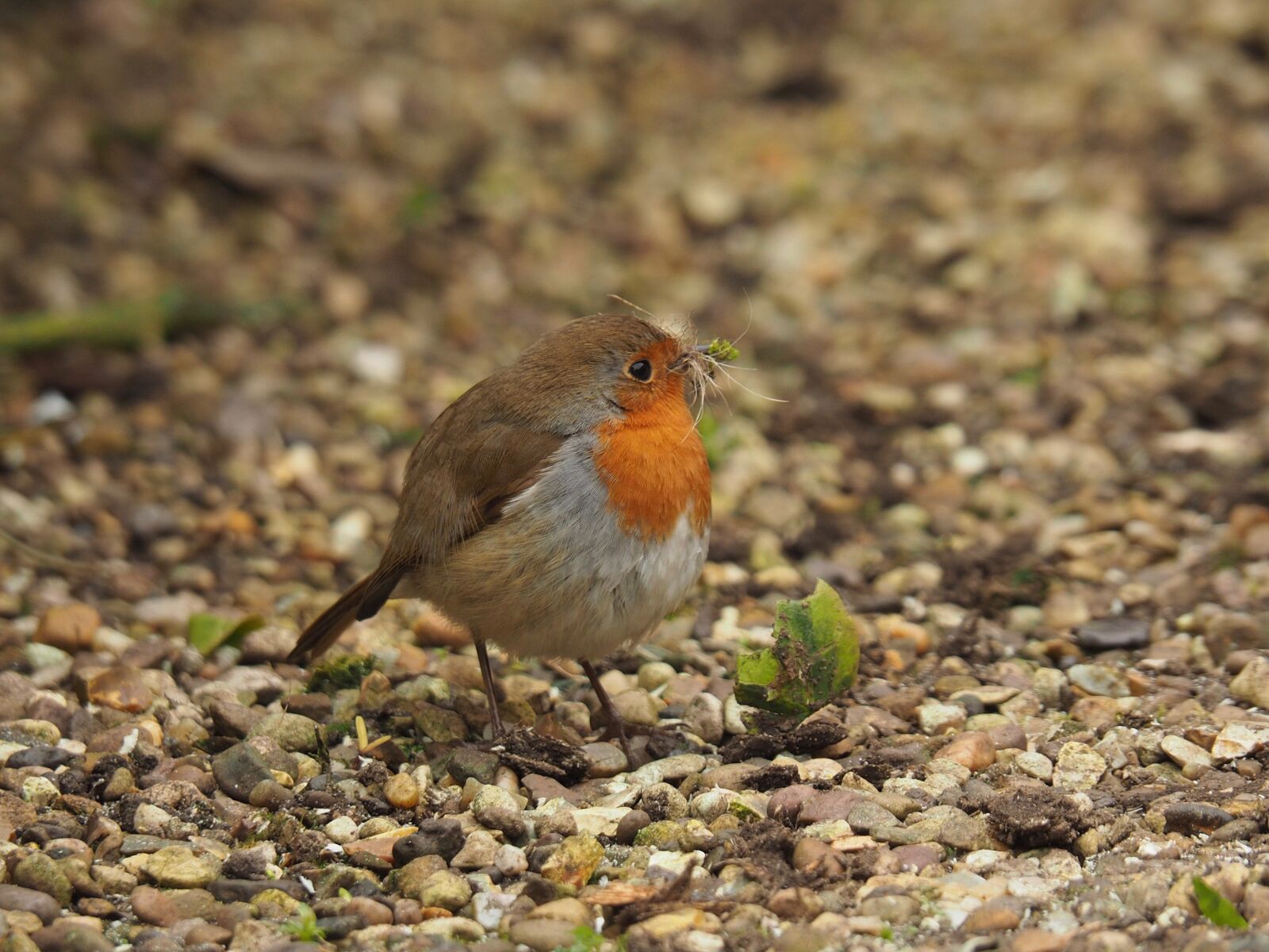 Olympus OM-D E-M5 II sample photo. Robin photography