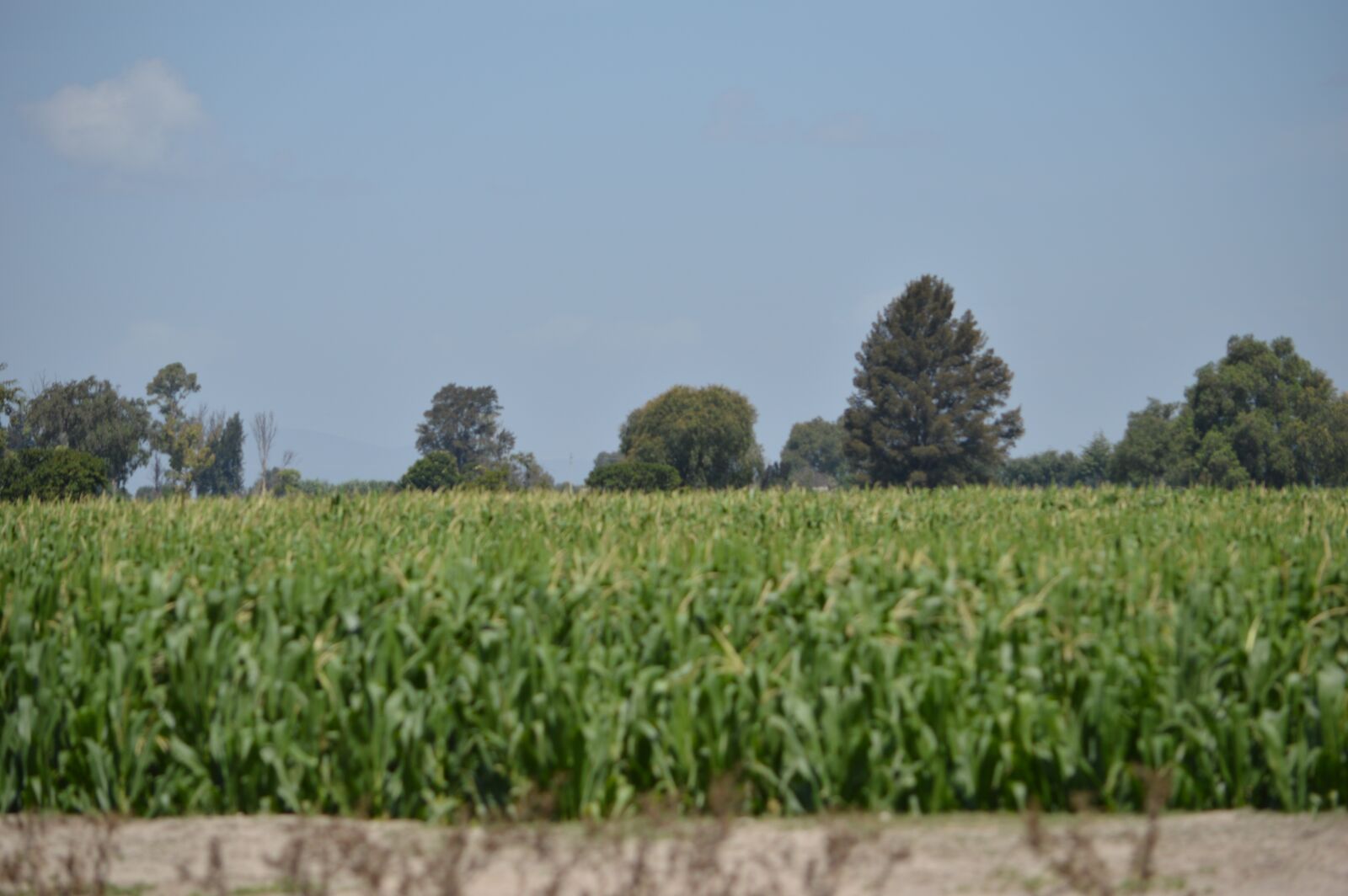 Nikon D3200 sample photo. Maize field, nature, landscape photography