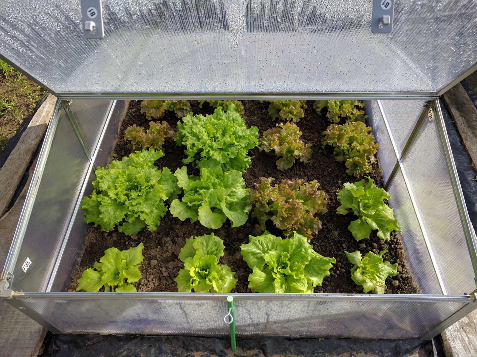LG Nexus 5X sample photo. Mini greenhouse, lettuce, vegetable photography